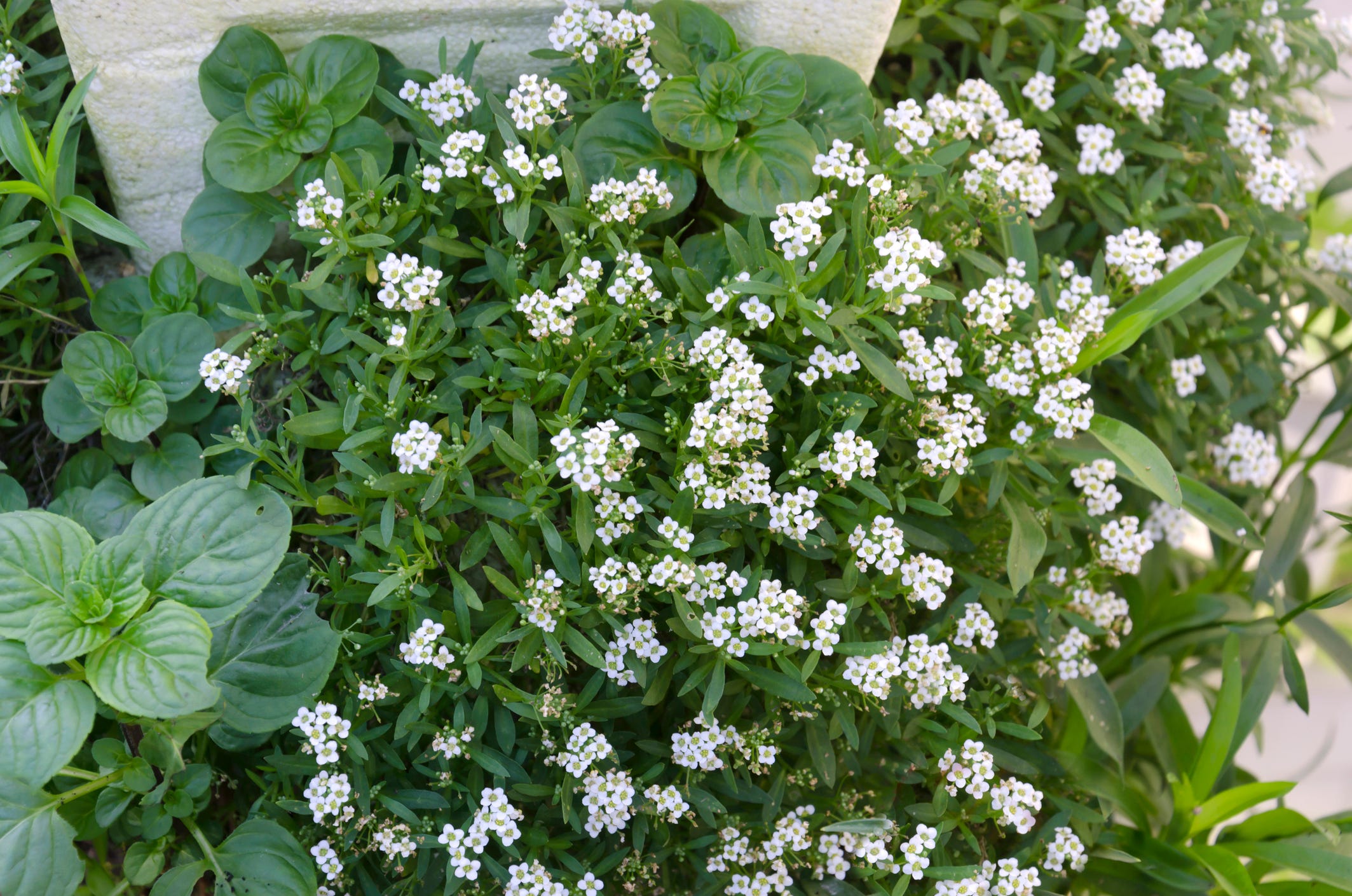 25 Best Ground Cover Flowers - Flowering Ground Cover