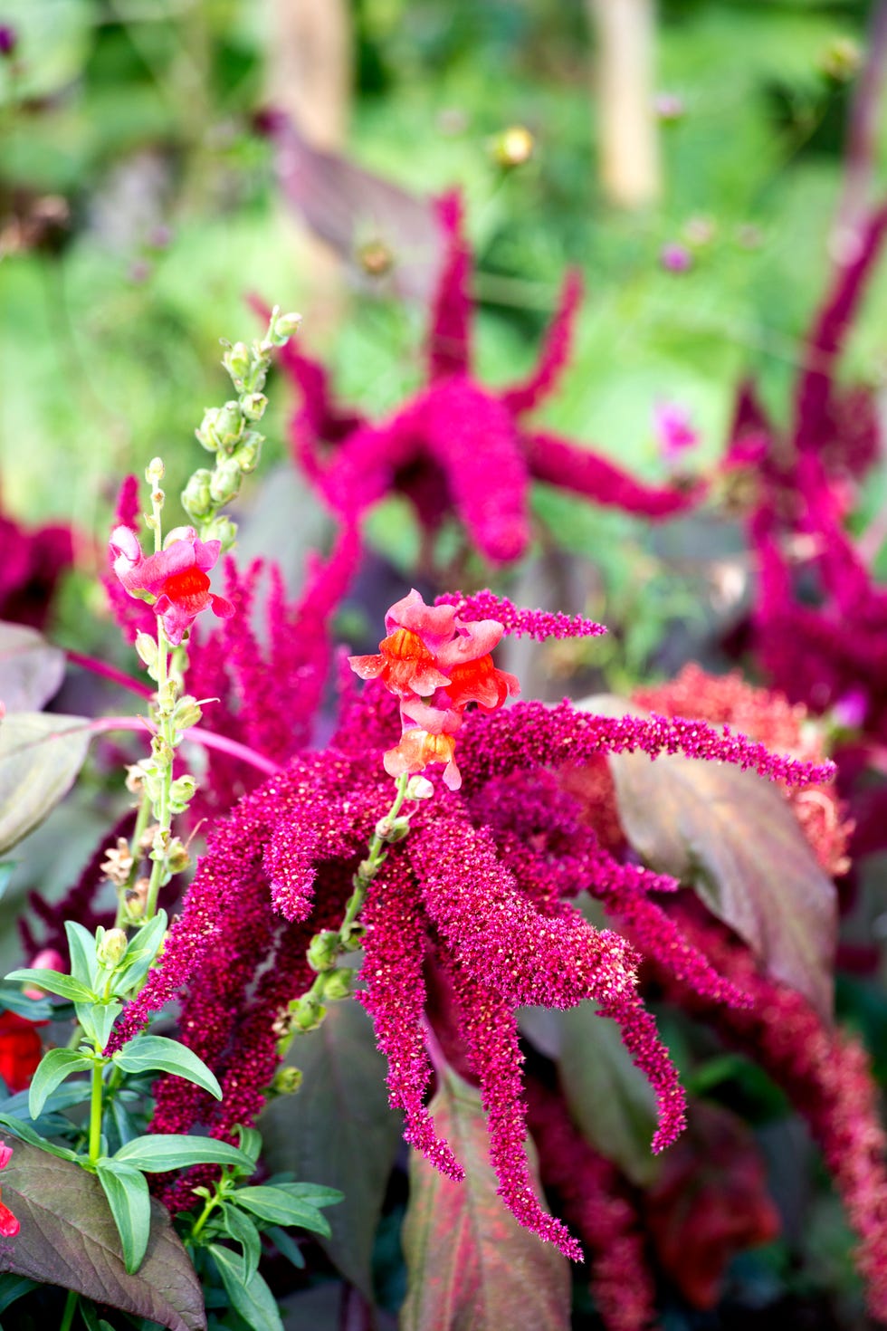 pinkpurple amaranthus blooms