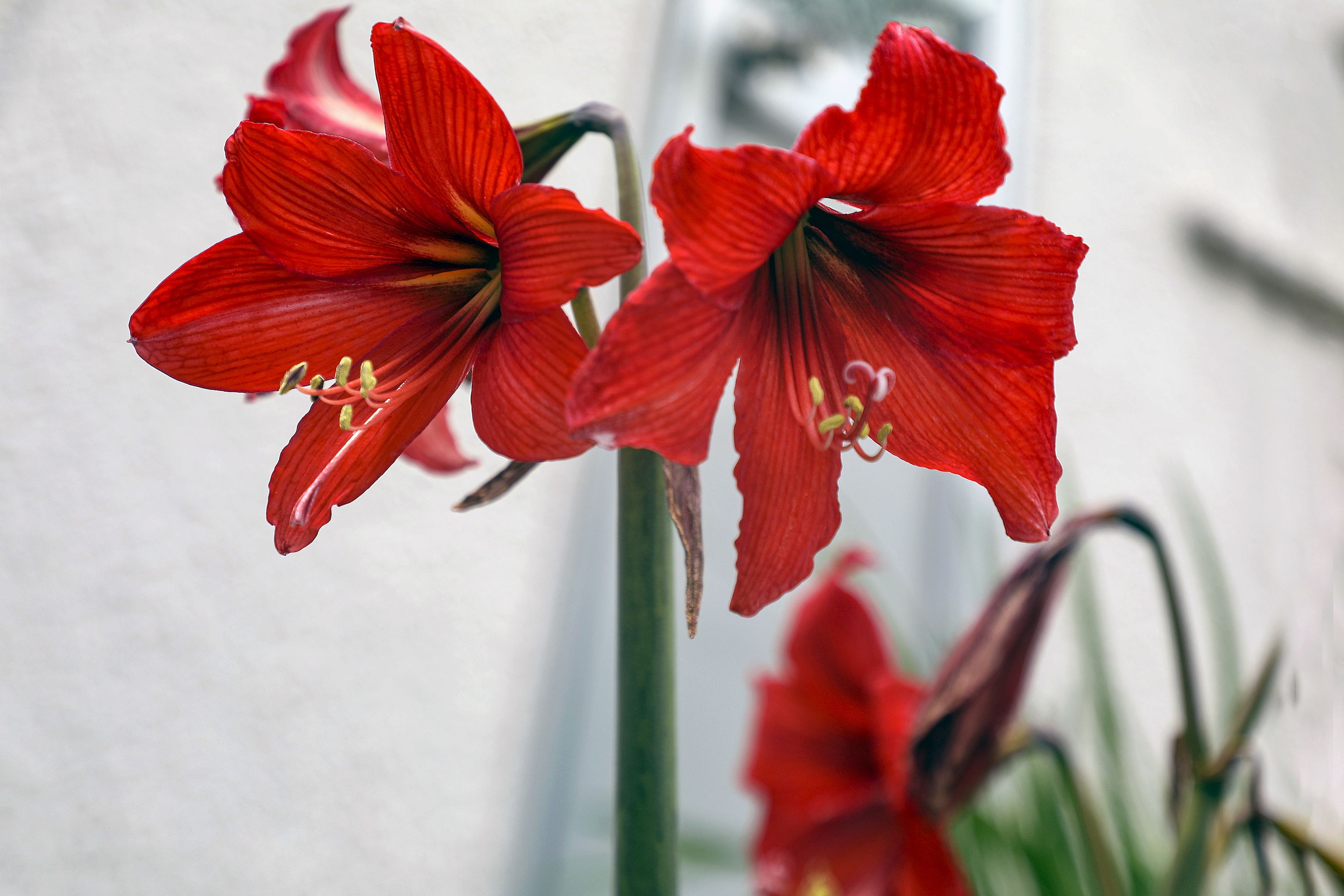 Amaryllis How To Plant It Forcing