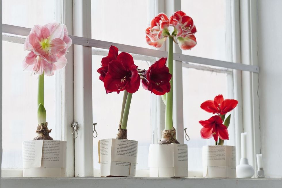 amaryllis flowers in front of window