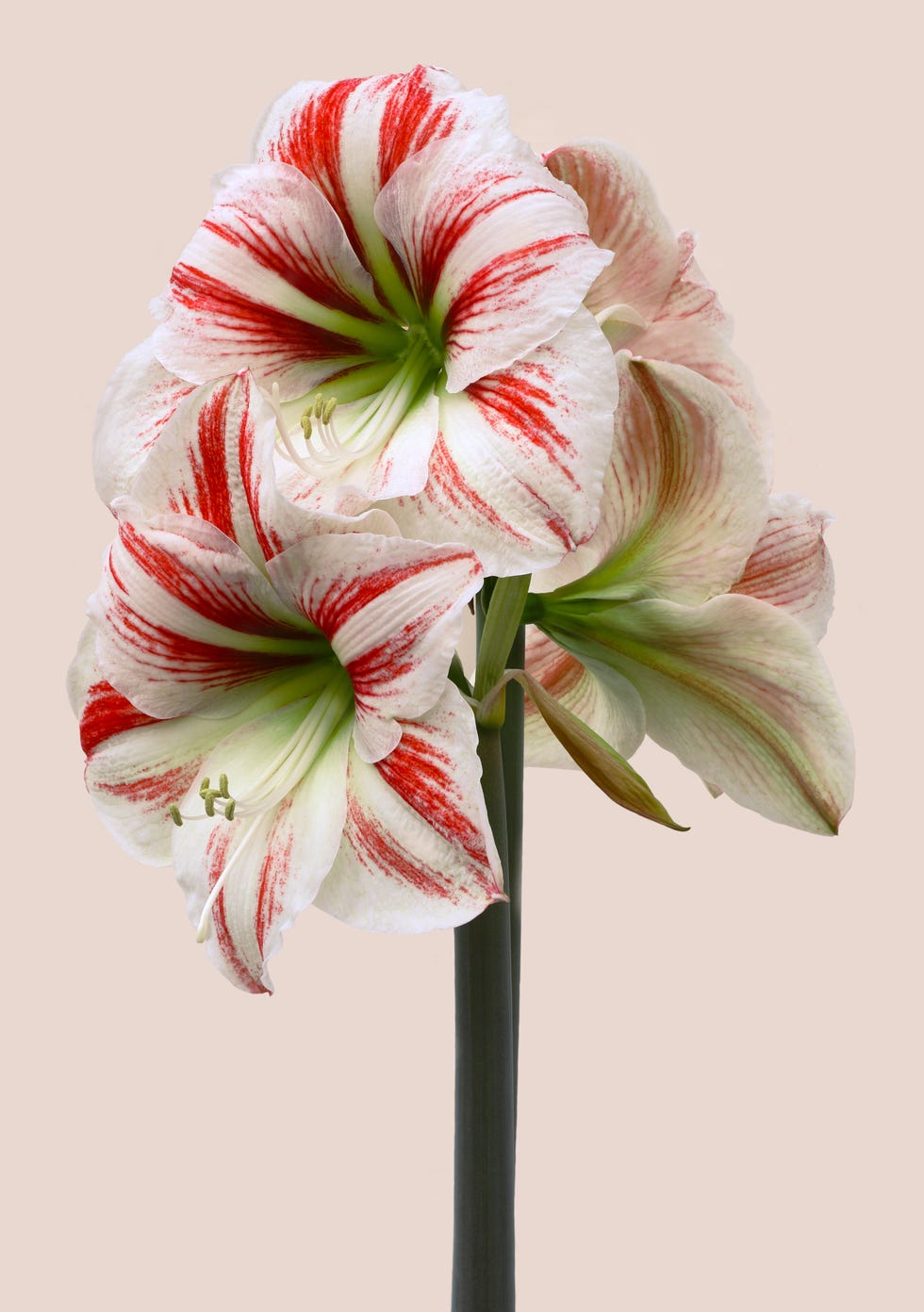 best christmas plants and flowers