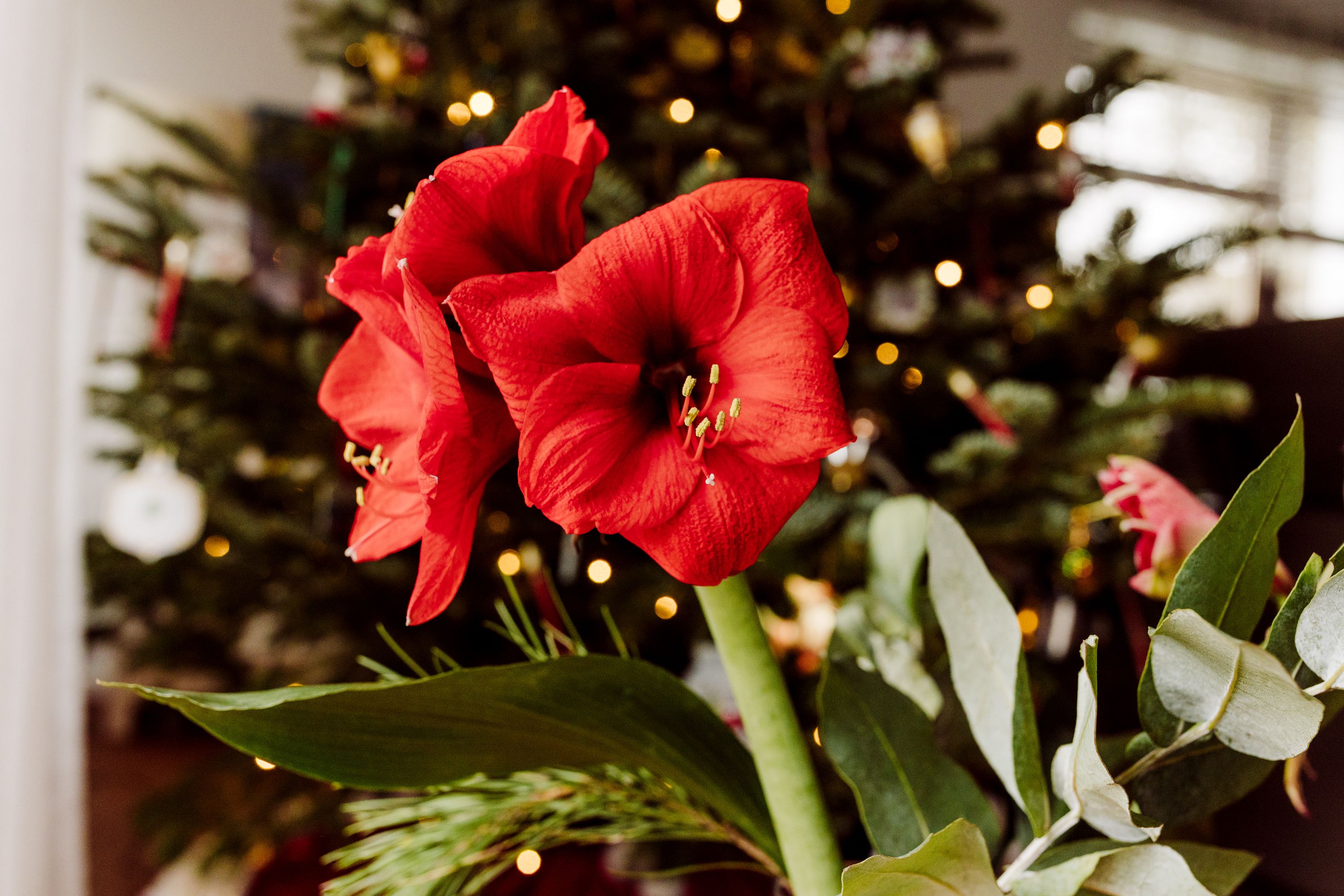 Amaryllis Plant Care Growing Tips Forcing Bulbs Flowering