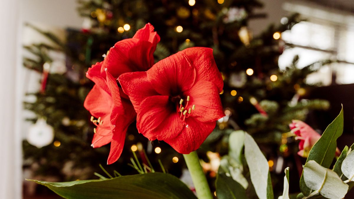 20 Festive Christmas Flowers and Plants That Aren't Poinsettias