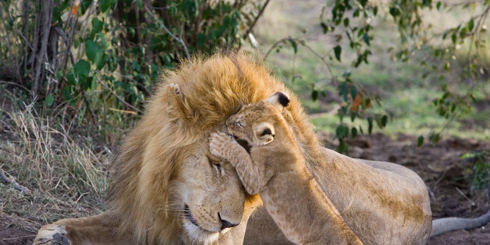 De meeste grote katachtigen zijn solitaire dieren maar leeuwen leven in sociaal hechte troepen Het alfamannetje is de beschermer en welpen leren hoe het moet door het gedrag van hun vader af te kijken