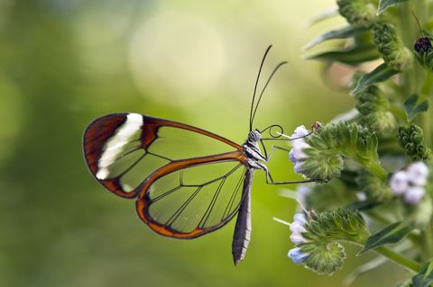 amazing insects glasswinged butterfly