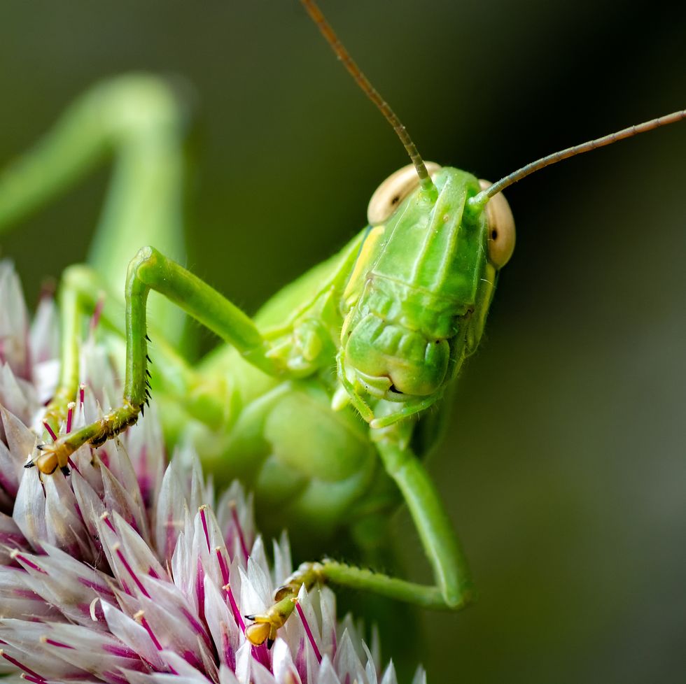 amazing insects, grasshopper