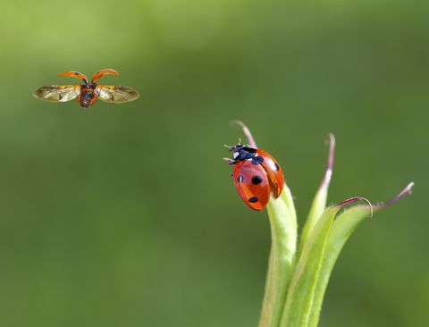amazing insects ladybugs