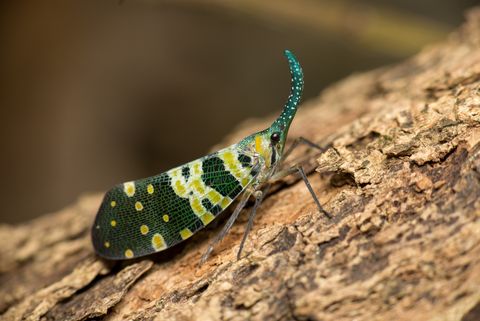 amazing insects lantern fly