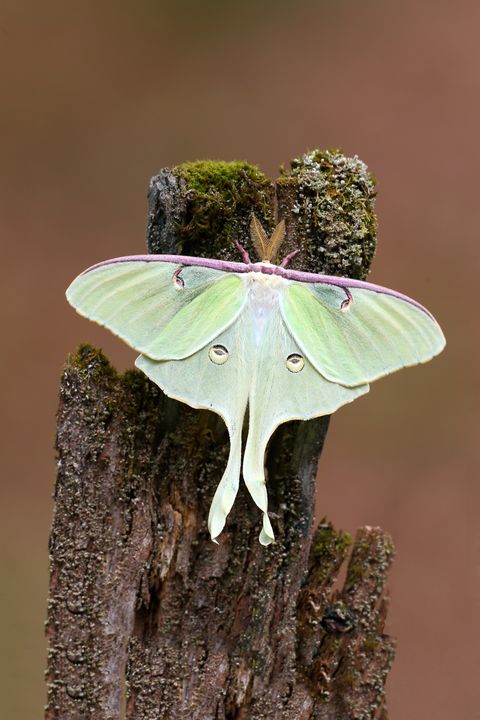 luna moth amazing insects