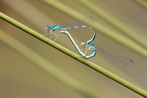 amazing insects dragonflies mating