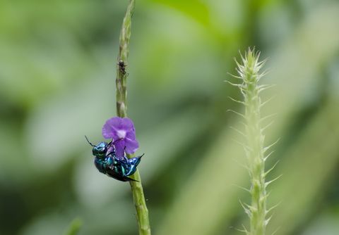 amazing insects  orchid bee euglossini exaerete feeding on vervain watched by an ant