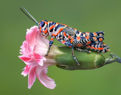 amazing insects rainbow grasshopper