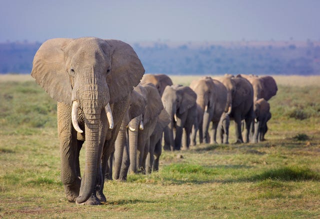 olifantenfamilie in kenia