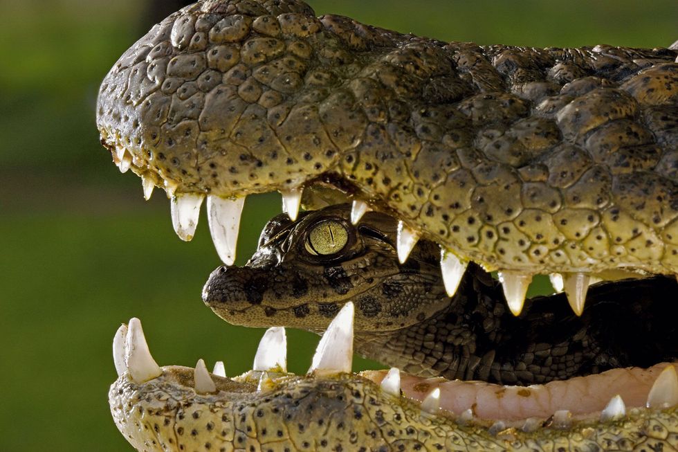 Zowel krokodillen als kaaimanmoeders zoals deze breedsnuitkaaiman in Argentini dragen hun jongen in hun bek van het nest naar de waterkant