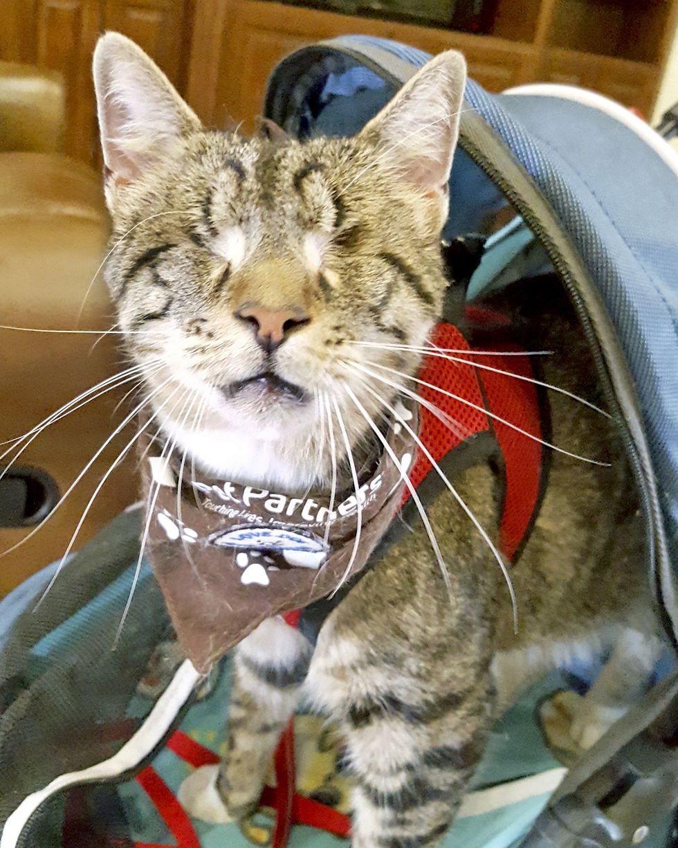 tommy, a therapy cat