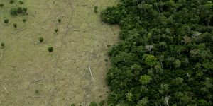 area in amazon forest deforested for cattle and remaining forest
