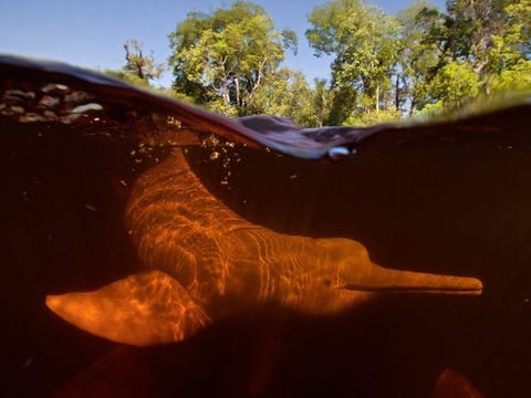 Orinocodolfijn De zoetwaterdolfijnen uit de Amazone in Brazili botos genoemd lijken een oranje gloed af te geven wanneer ze door het bruinige rivierbekken vol zout en rottende vegetatie zwemmen Buiten water zijn ze lichtgrijs en soms roze