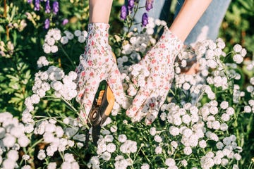 amazon prime day garden deals