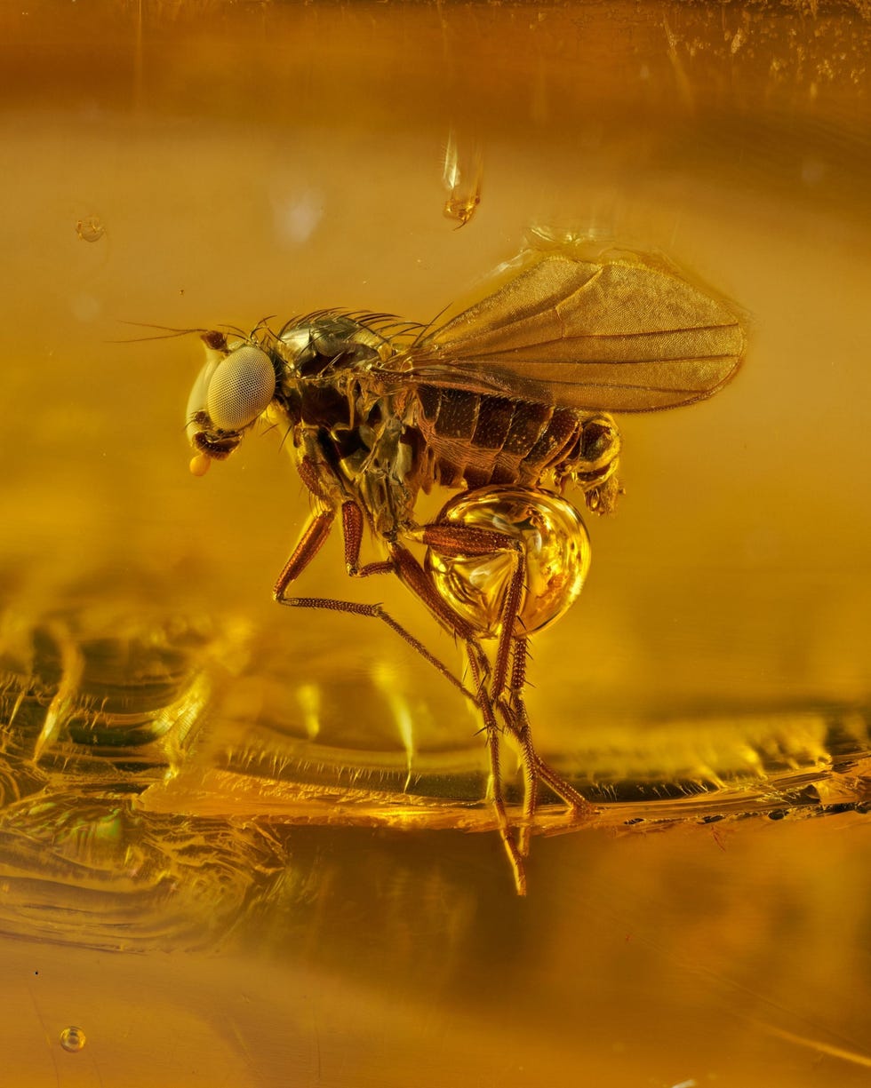 Nikon Small World 2021 Het lijkt misschien alsof deze mug in volle vlucht is gefotografeerd maar het ongelukkige insect is bevroren in de tijd hij is zon 40 miljoen jaar geleden vast komen te zitten in boomhars Deze kleine parel vastgelegd door fotograaf Levon Biss is afkomstig uit de Baltische regio in het noorden van Europa waar zich de grootste barnsteenafzetting die ooit werd gevonden bevindt