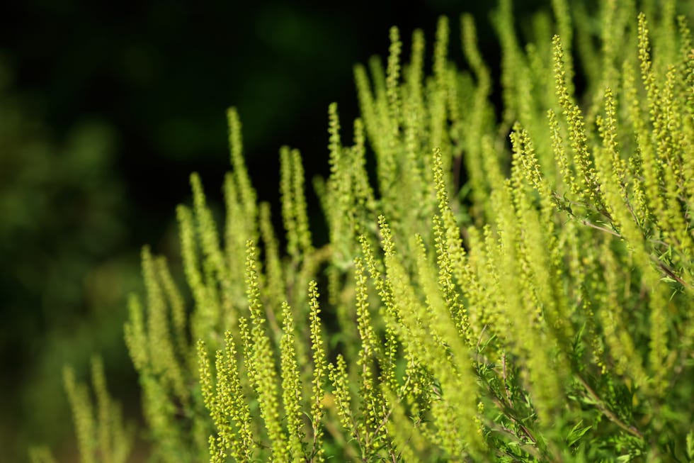 Ambrosia artimisiifolia-Ragweed