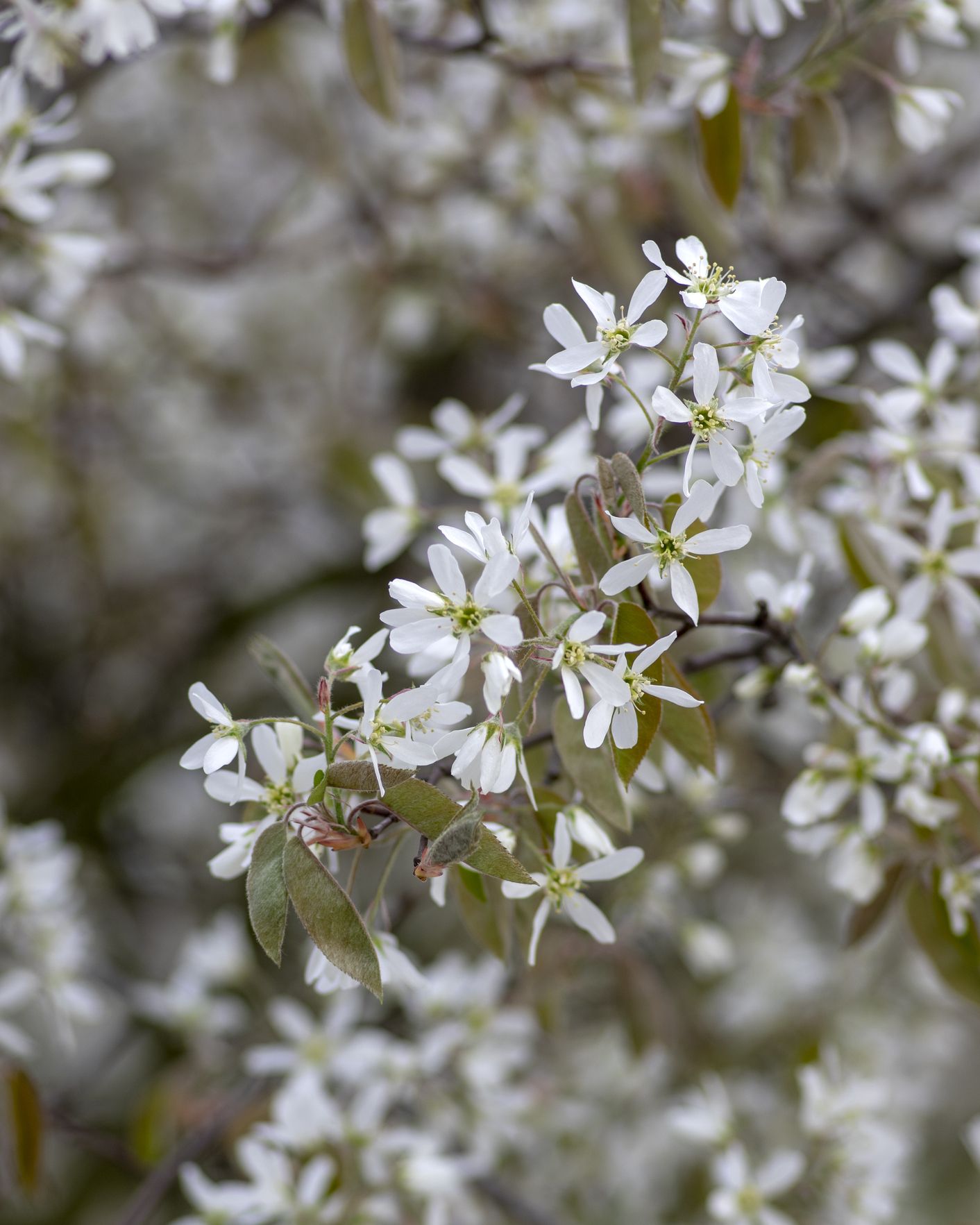white flowering trees