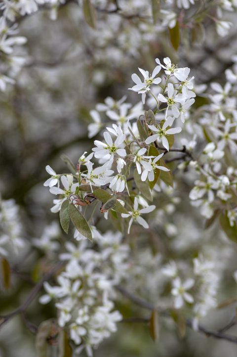 amelanchier lamarckii deciduous flowering shrub, group of white flowers on branches in bloom