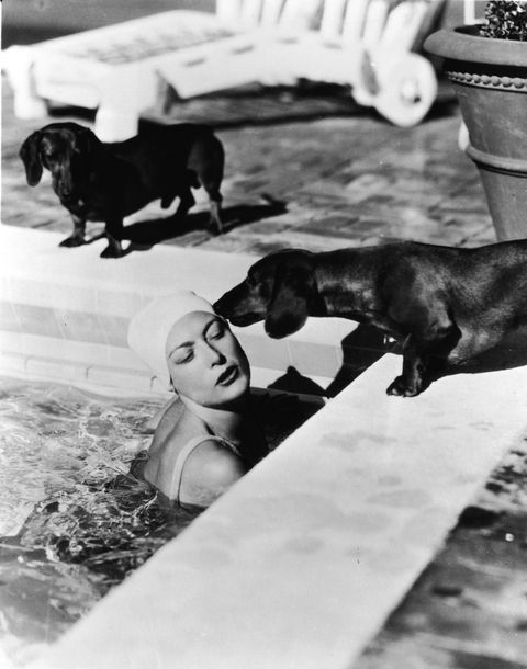 joan crawford with dachshunds