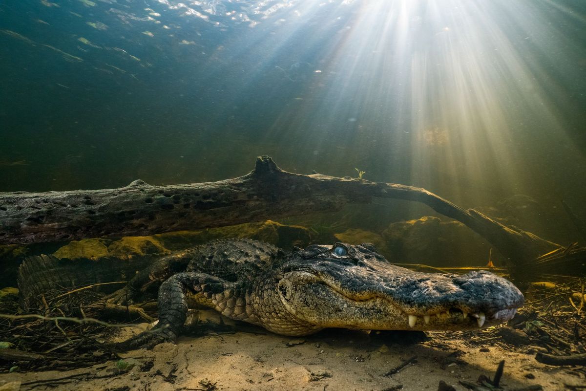 Mississippialligators zijn kwetsbaar als ze jong zijn en vormen een prooi voor vogels wasberen en andere alligators Uit een onderzoek bleek dat hun staart gedeeltelijk weer kan aangroeien Deze is belangrijk voor hun voortbeweging