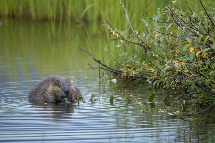 UK's First Wild Beaver Colony In 400 Years Is A Success