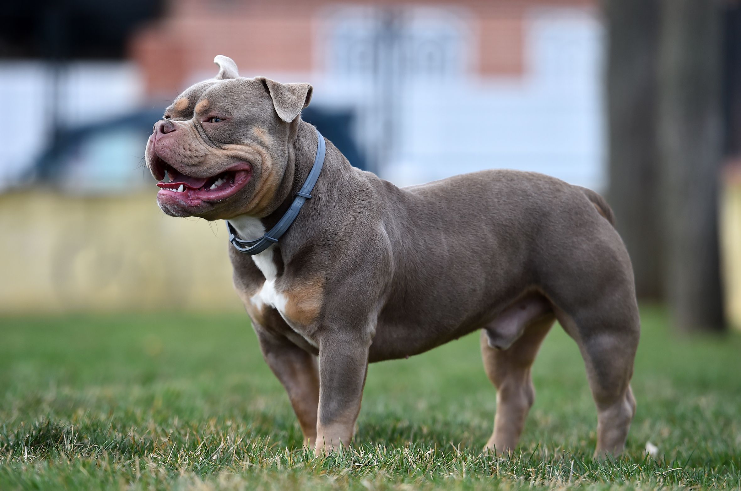 NOT DANGEROUS! THE AMERICAN BULLY DOG 