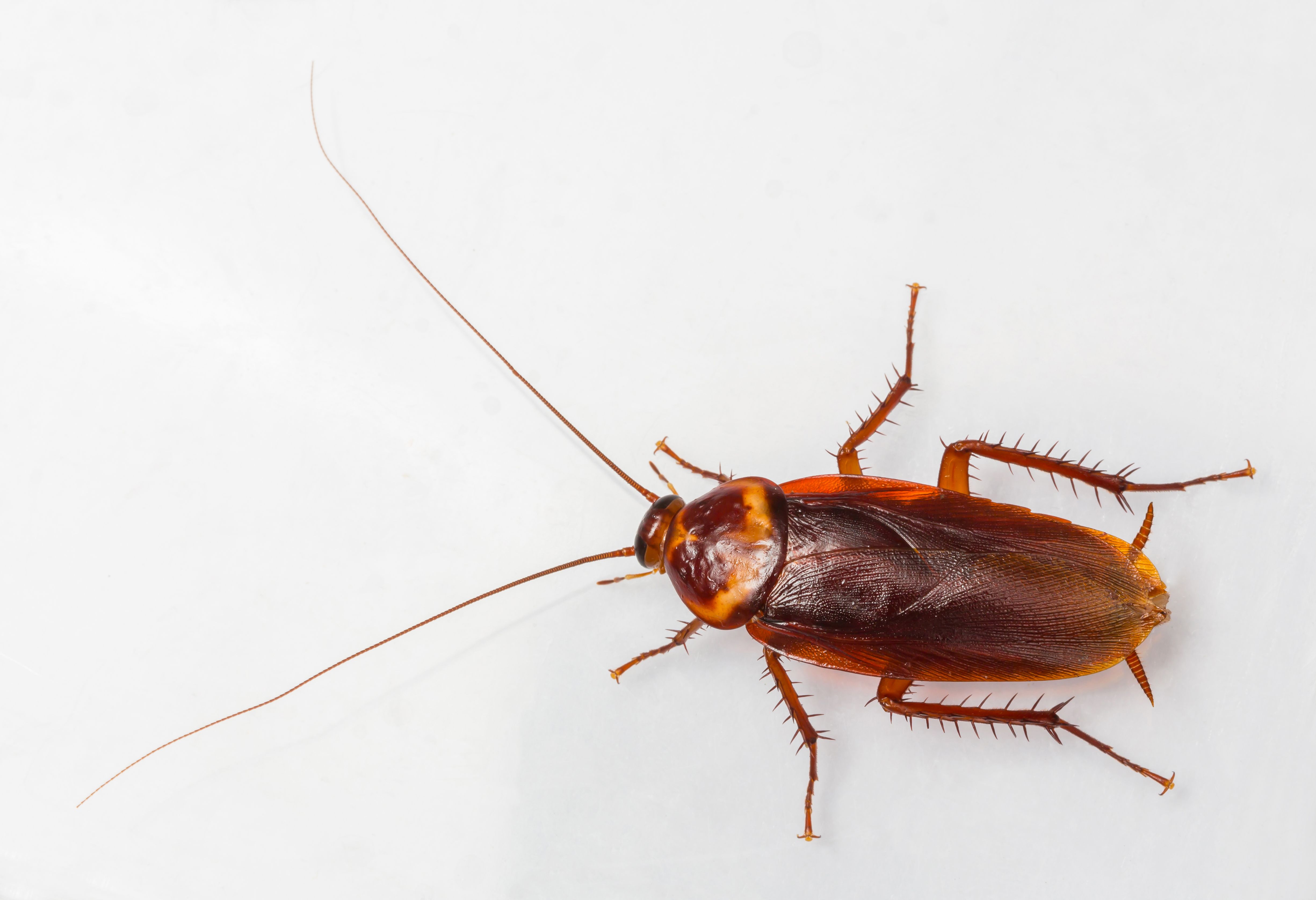 5 Common Types of Cockroaches That Can End Up in Your Home