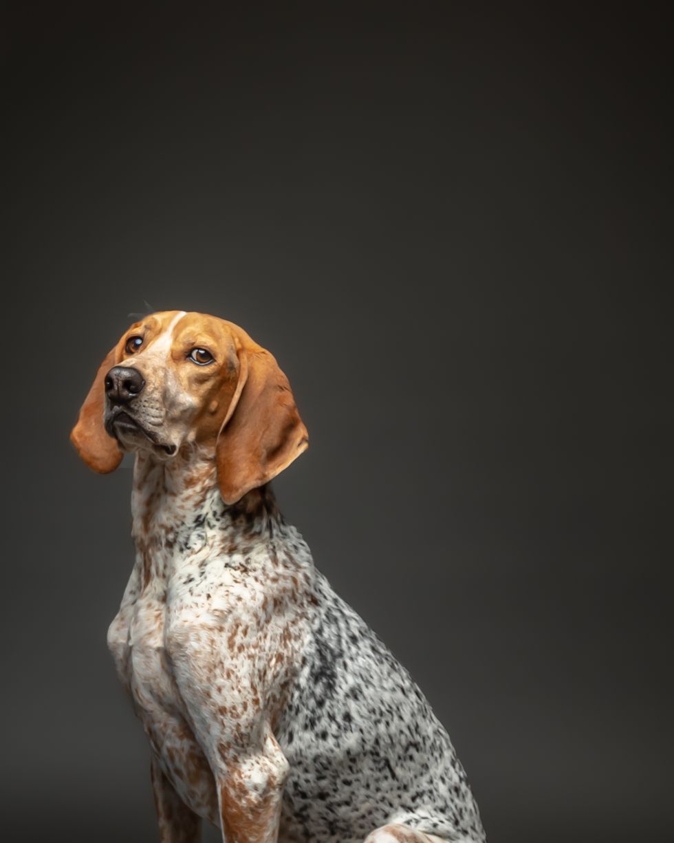 big dog breeds american english coonhound