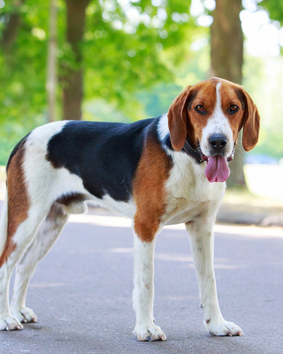 10 Most Popular Hound Dog Breeds - In Love With All Things Cozy