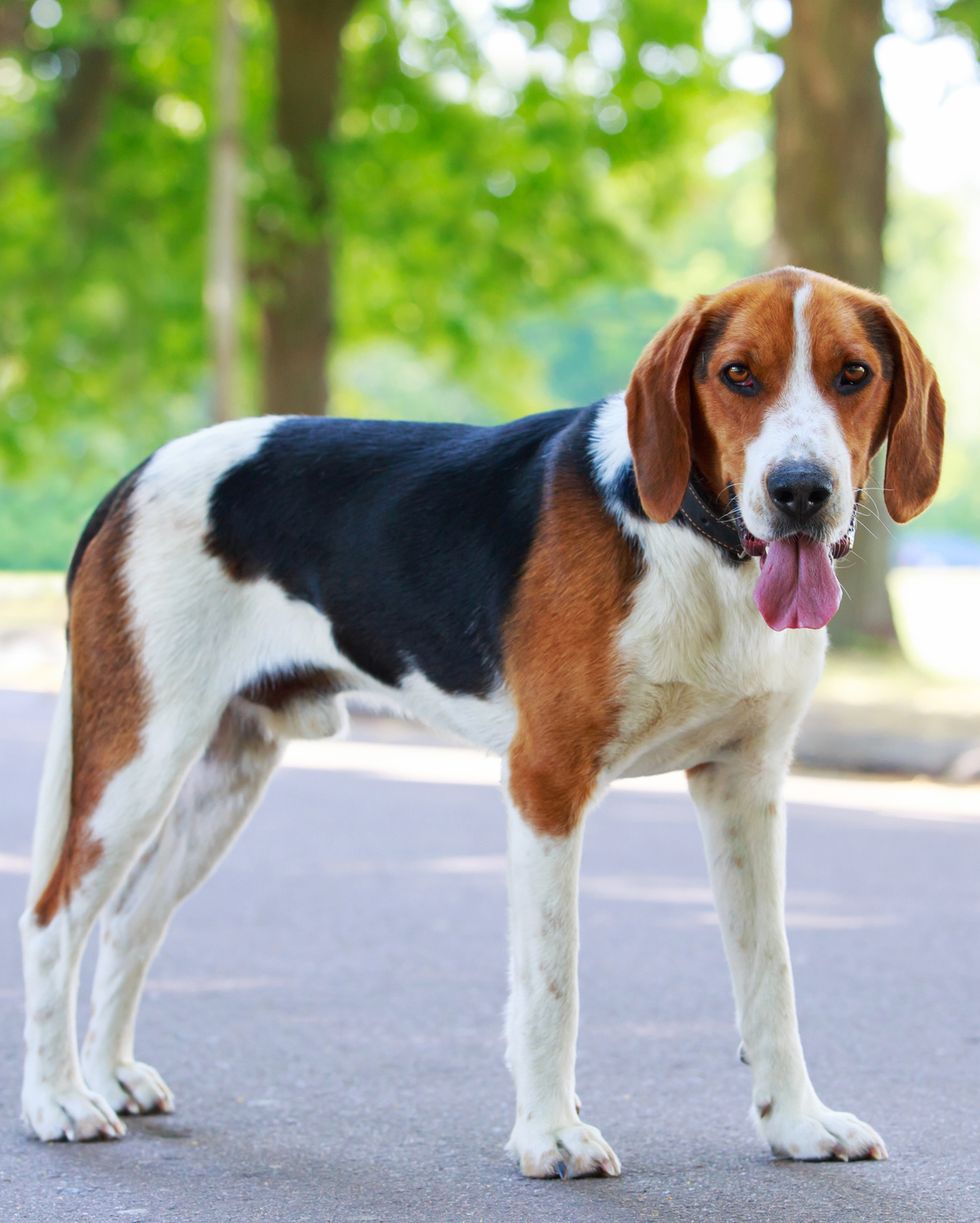 hound dog breeds american foxhound