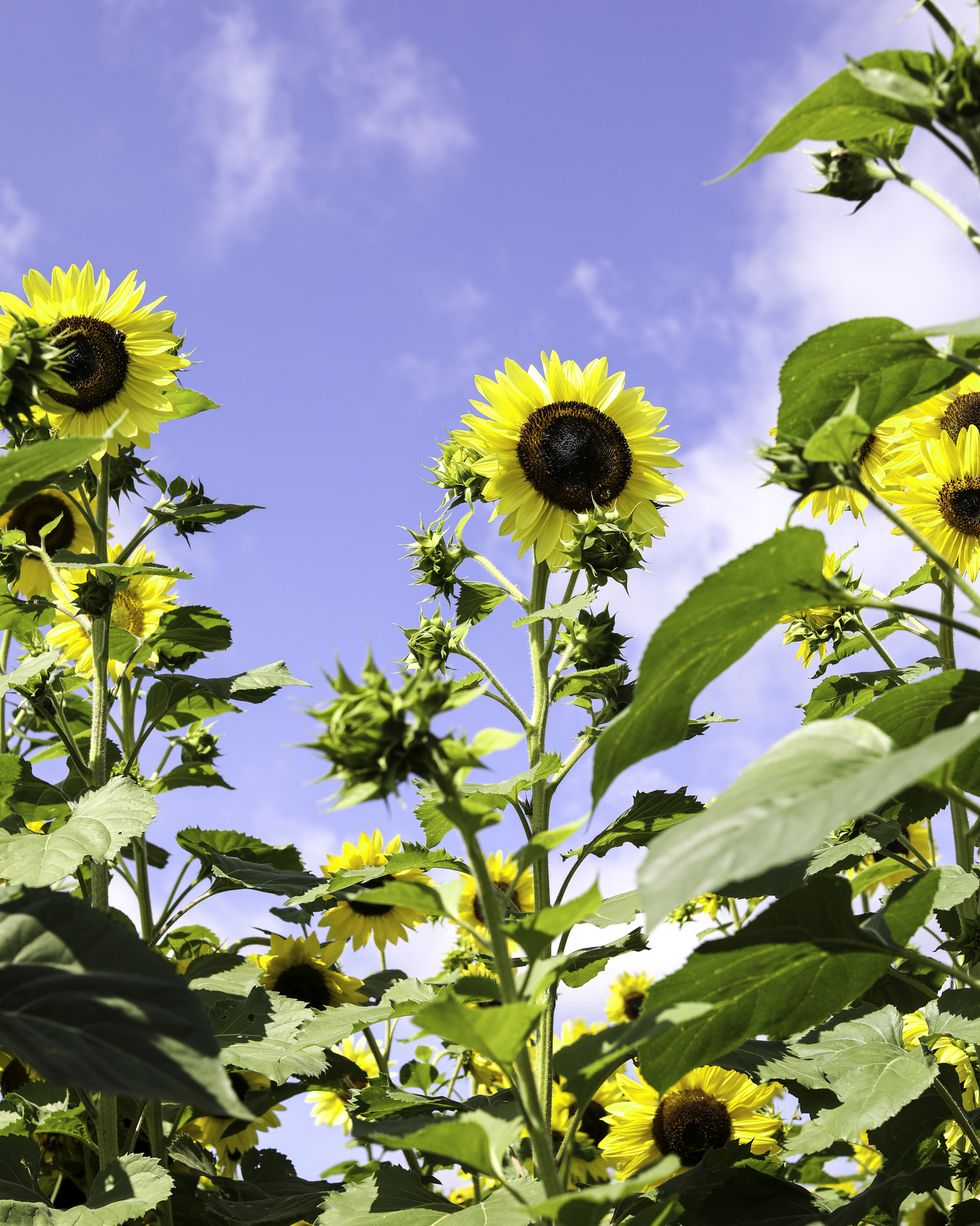 american giant sunflower types