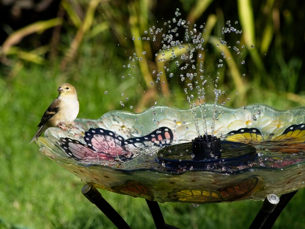 diy water fountains and diy water feature with american goldfinch in the bird bath