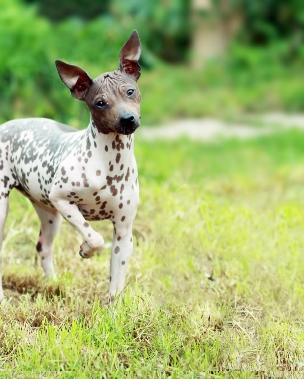 small dog breeds american hairless terrier
