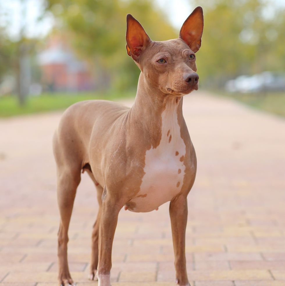 american hairless terrier smallest dog breeds