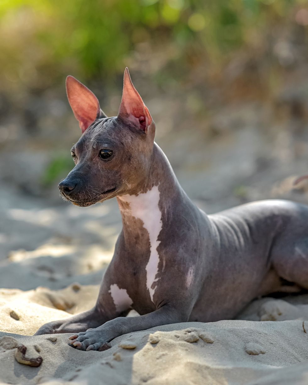 small dog breeds american hairless