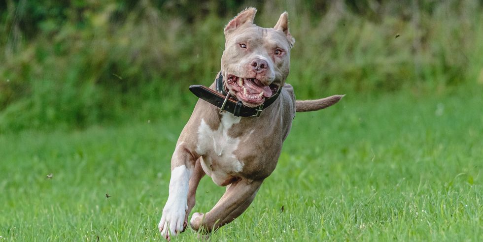 american pit bull running in the field