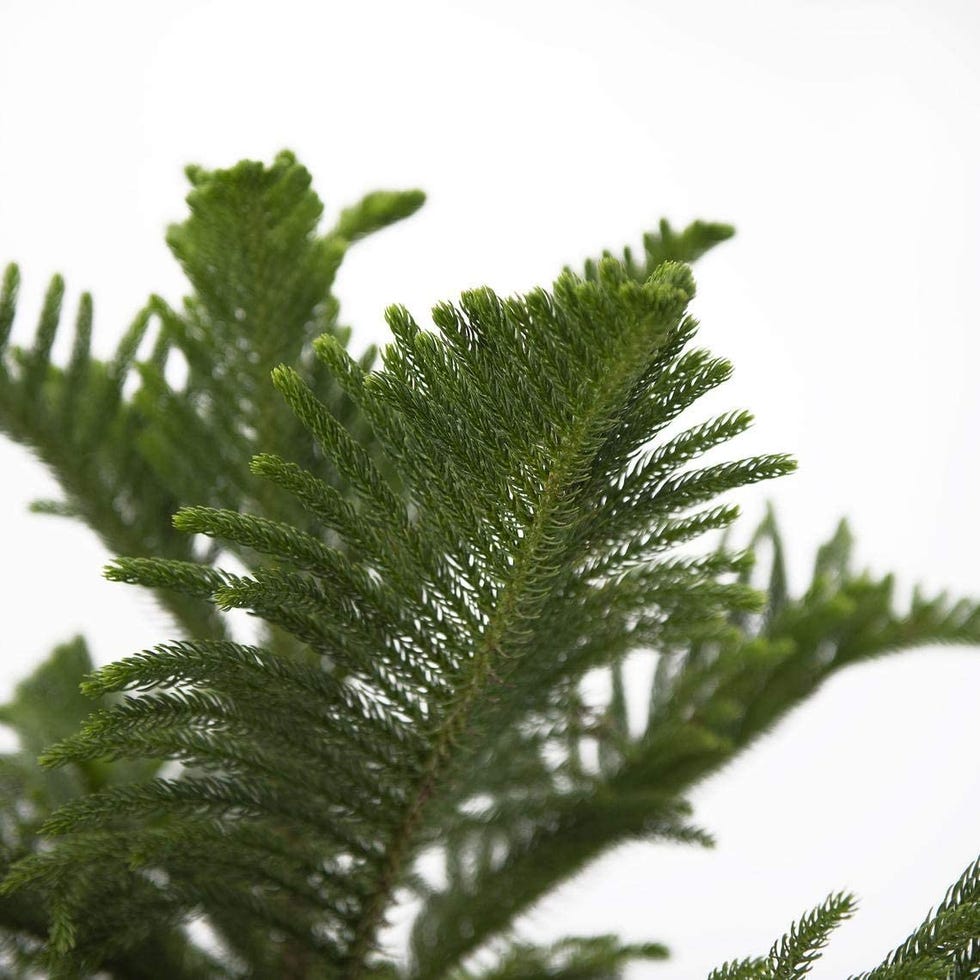 indoor trees, close up of the green norfolk pine leaves