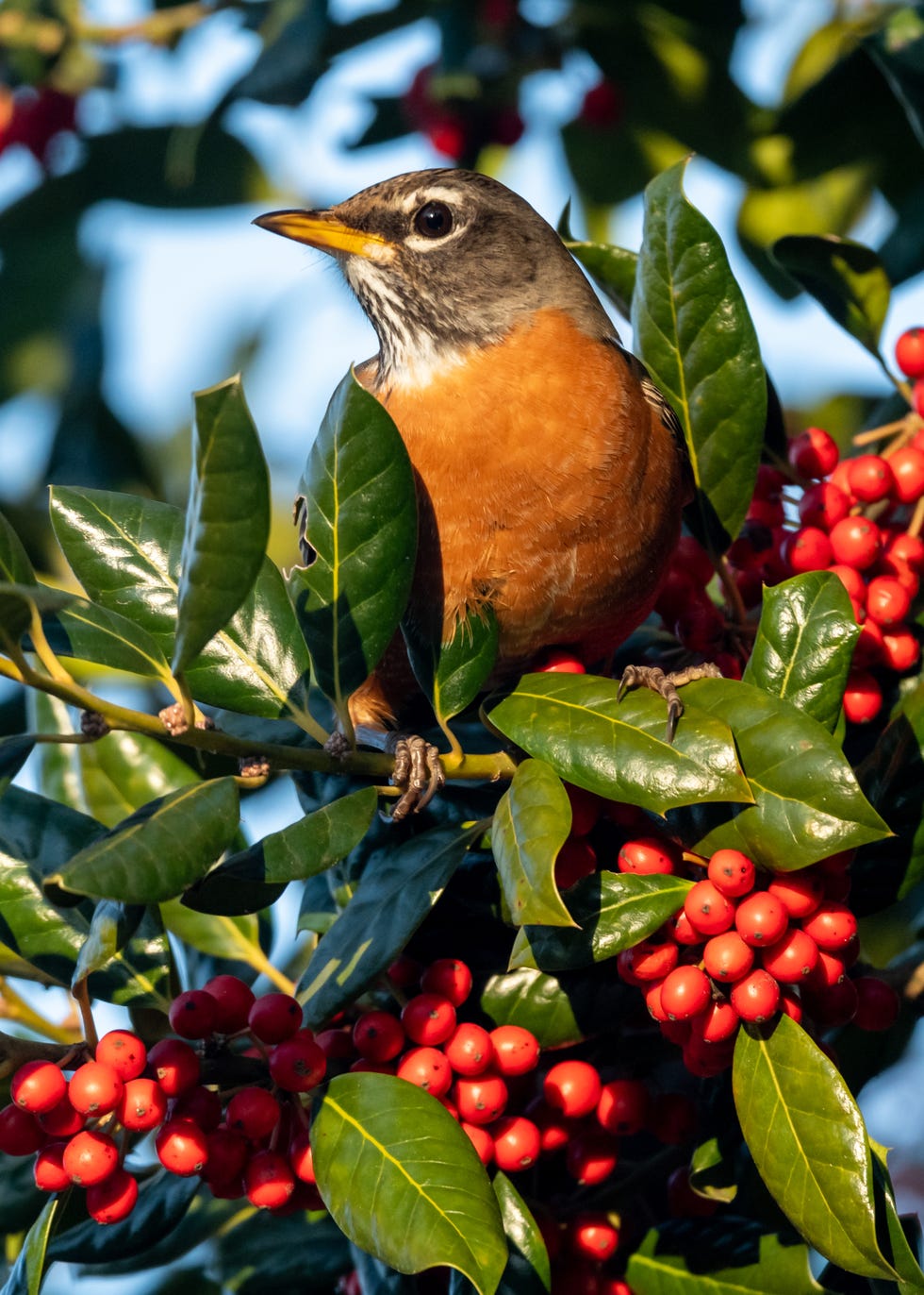 How to rewild your garden Bird-friendly garden