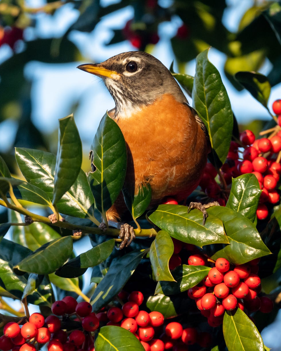 How to rewild your garden Bird-friendly garden How to rewild your garden Bird-friendly garden