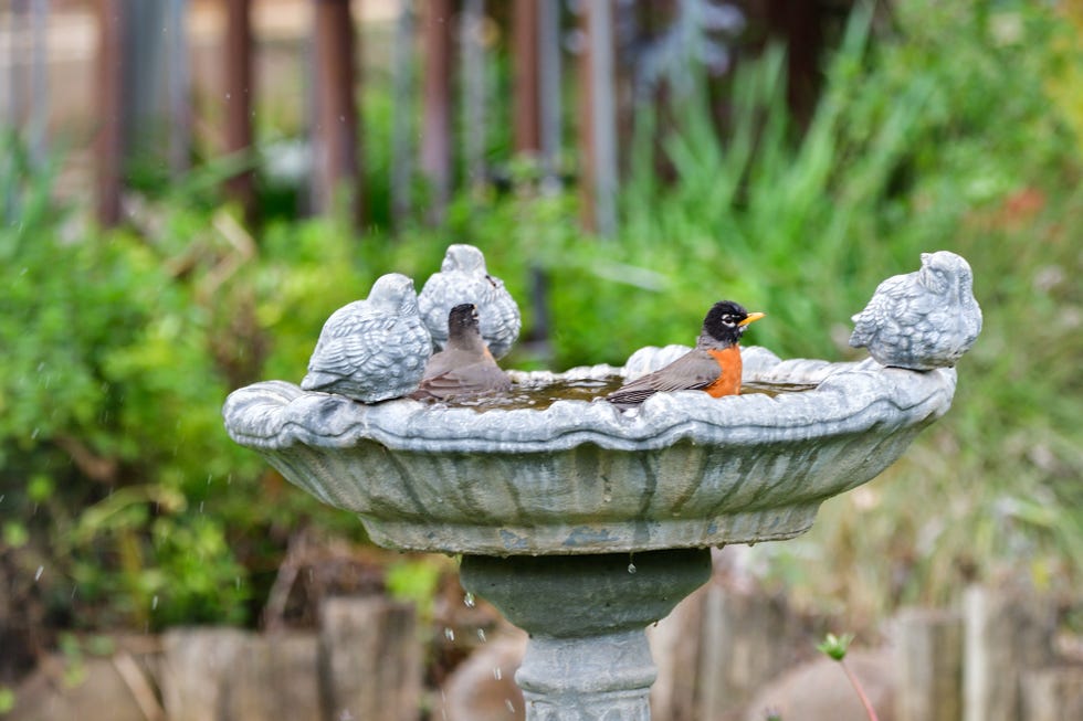 american robins in birdbath ready to bathe
