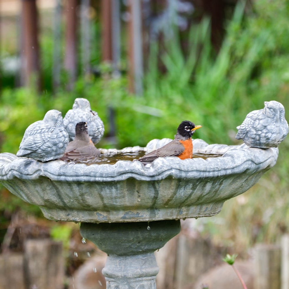 American Robins in birdbath ready to bathe american robins in birdbath ready to bathe