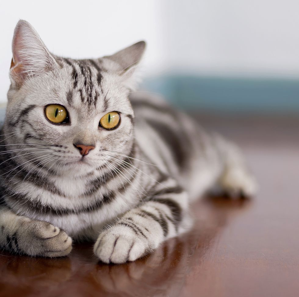 most affectionate cat breeds with american shorthair cat in room