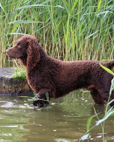 medium sized dog breeds american water spaniel