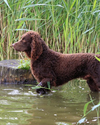 medium sized dog breeds american water spaniel