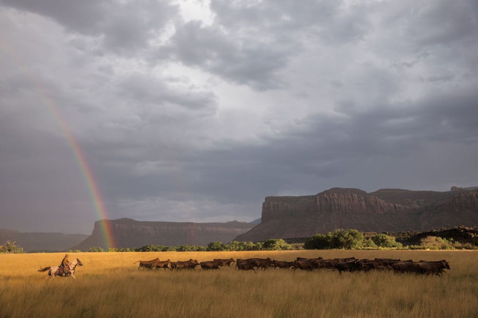 Het is een prachtig afwisselend en volgens sommigen ook spiritueel landschap aldus veehouder Matt Redd Zijn familie verkocht haar 2100 hectare grote ranch in 1997 aan de Nature Conservancy het perceel maakt nu deel uit van het Bears Earsmonument Er lopen nog altijd koeien van Redd maar nu in het kader van een onderzoek naar de toekomst van de veehouderij in een veranderend klimaat