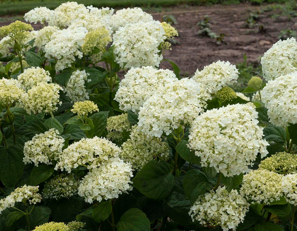 hydrangea aborescens 'american lace'